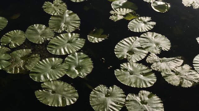 Close-up of green water lily leaves floating on pond surface
