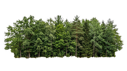 Diverse forest canopy with varied green trees and foliage © Varvara