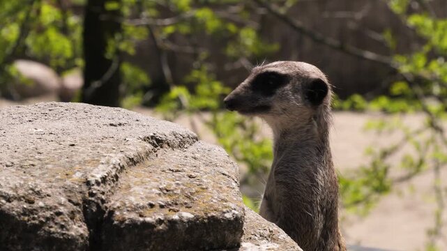 Meerkat (Suricata suricatta) standing on guard duty close-up