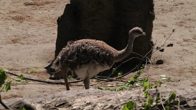 Rhea (Rhea americana) chick walking on ground side view