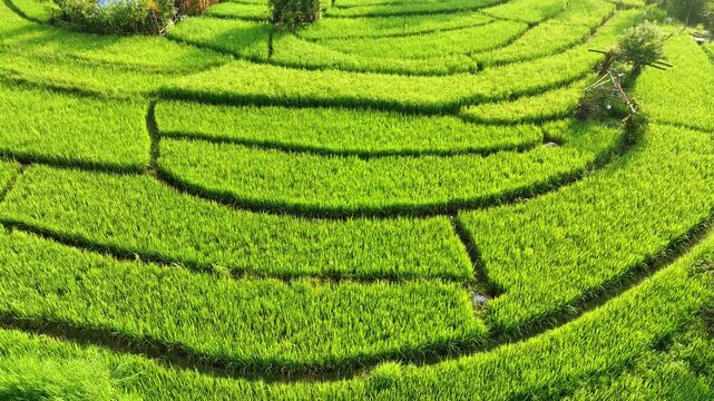 Bird's eye view aerial shot of symmetrical green crop terraces, agricultural plots, and rural dirt paths in the foothills of Palampur Himachal Pradesh