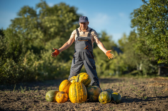 A joyful farmer stands proudly in a sunlit field surrounded by vibrant pumpkins. He raises his arms, celebrating the bountiful harvest on a clear day, showcasing nature's riches