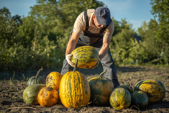 Under the warm sun, a farmer carefully lifts a large, striped pumpkin from a patch filled with various autumn gourds. The scene showcases the joy of harvest season