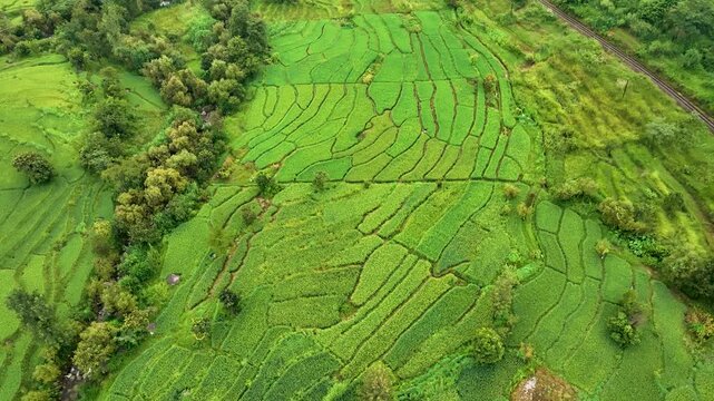 Bird's eye view aerial shot of symmetrical green crop terraces, agricultural plots, and rural dirt paths in the foothills of Palampur Himachal Pradesh