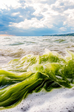 Algae-covered water on a sunny beach day, great for outdoor or environmental themes. vertical frame