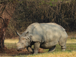 greater one-horned Indian rhinoceros walking © ashishwildlife