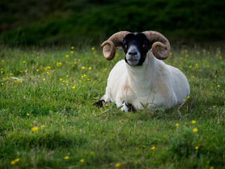 Obraz premium Scottish Blackface Ram