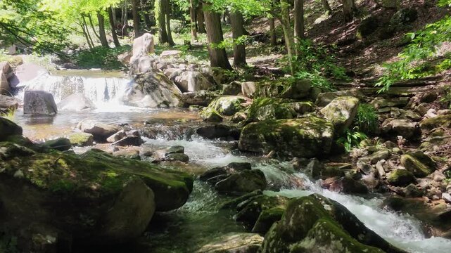 A forest stream flows over mossy rocks with a small waterfall in lush greenery.