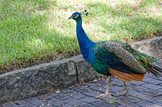 A male peacock strolls on a brick path beside grass, showcasing iridescent blue and green plumage, intricate patterned tail feathers and elegant posture in natural daylight for wildlife and nature the