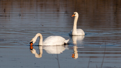 swan on the lake © lazalnik