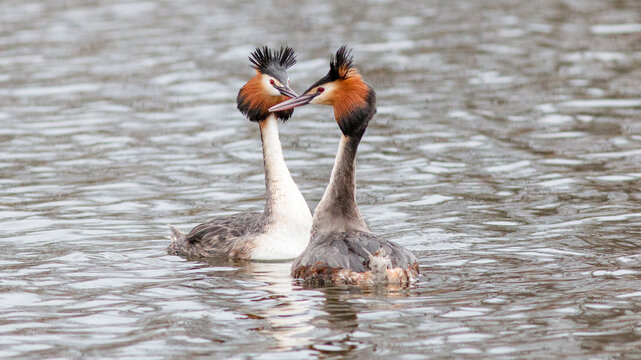 great crested grebe