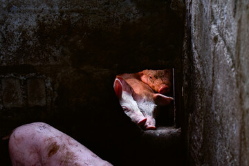 Small piglets in a barn looking through a hole in the wall © Chris