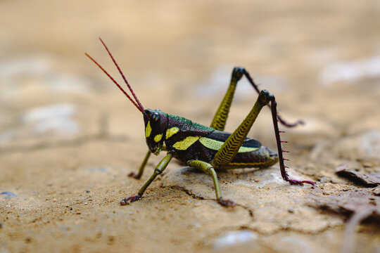 Lubber grasshopper (Agriacris Plagiata) Close Up