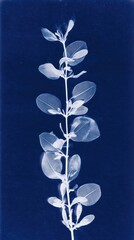 Obraz premium Elegant cyanotype of a delicate plant, perfect for mobile wallpaper.