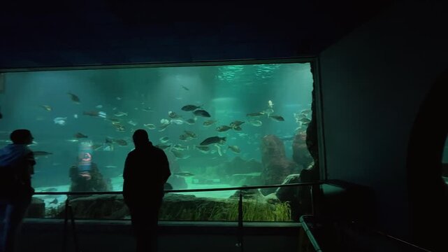Visitors walk along a moving pathway through a transparent underwater glass tunnel, observing swimming fish and diverse marine life inside a large, captivating modern public oceanarium 