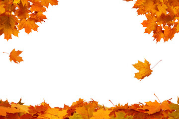 Fototapeta na wymiar Isolated orange foliage. Maple autumn leaves frame png. Fall leaf branch cut out. 