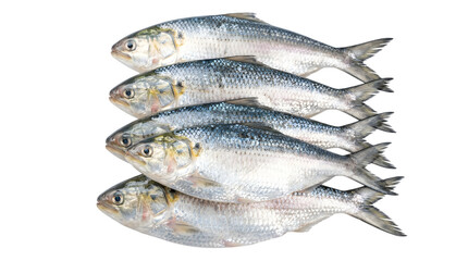 Fototapeta premium Fresh Raw Hilsa Fish Tenualosa Ilisha Stacked Whole Silver Fish Isolated