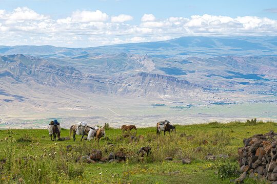 A group of loaded pack horses walks across a green mountain meadow near Mount Ararat in eastern Turkey. Wide valleys and rocky mountains stretch out below, with a young foal grazing nearby. The photo 