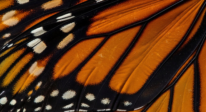 Macro close-up of a monarch butterfly wing showing texture, scales, veins, and patterns