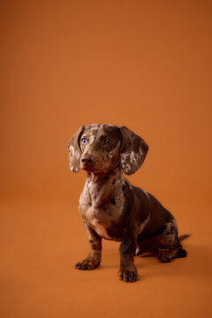 Merle miniature Dachshund puppy sitting against a vibrant orange studio backdrop. Bright colors and clean composition create a cheerful commercial pet portrait.