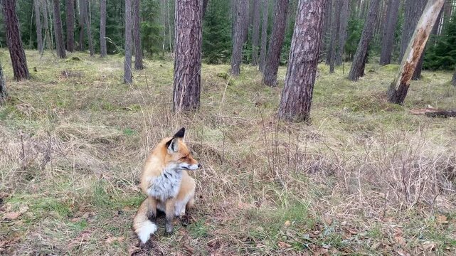 Wild Red fox sitting on ground in pine forest looking around