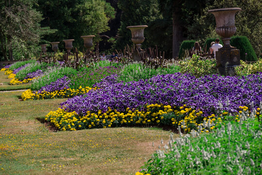 Beautiful formal garden flower beds with purple and yellow flowers