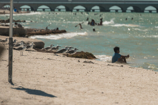 Seagulls looking out at the sea from the shore, standing on the sand; in the background, the bridge at the port of Puerto Progreso, Yucat&aacute;n, Mexico, is visible.
