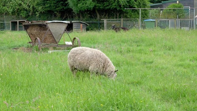 White sheep grazing in a green pasture