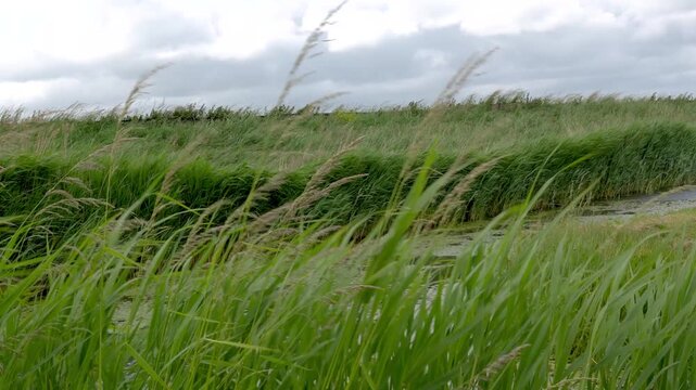 Calm coastal breeze swaying tall grass near a peaceful canal