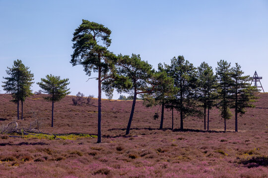 Purple flowers Calluna vulgaris (Heather, Ling) The sole species in genus of Calluna, Ericaceae family, De Cokse Heide in Afferden village, North Limburg, Lies about southeast of Nijmegen, Netherlands