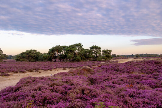 Nature landscape, Flowering Calluna vulgaris (heide, ling, or simply heather) Purple flowers field with sunrise light, Balloerveld is a hamlet in the municipality of Aa en Hunze, Drenthe, Netherlands.