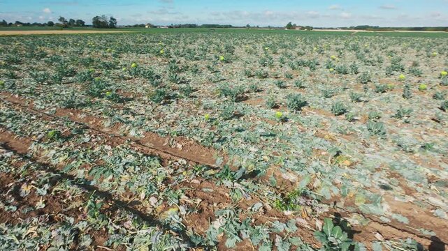 Sunlit field shows damaged cabbage plants