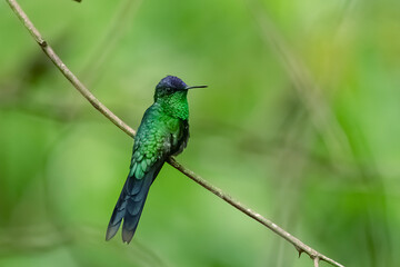 Imagem de um beija-flor empoleirado em um galho © Rodrigo Postol