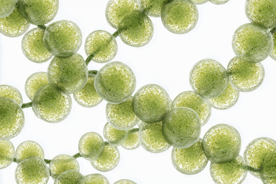 Set of spherical bacteria arranged in pairs diplococci