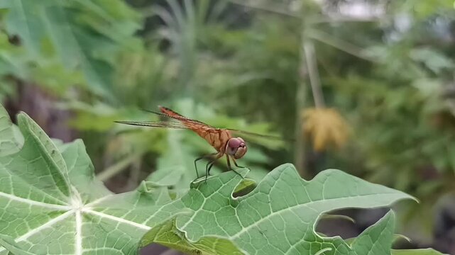 Red dragonfly perching on green papaya leaf in macro close-up, outdoor nature background