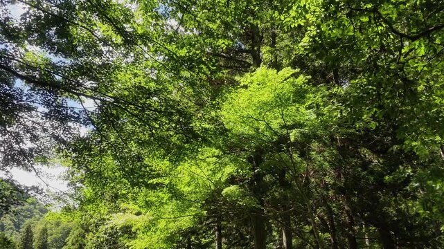 Bright sunlight illuminates a lush green forest canopy of mixed deciduous and cedar trees.