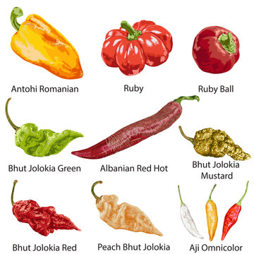 A set of detailed peppers with names on a white background.