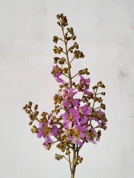 Isolated stem of Lagerstroemia floribunda with purple flowers and dried seed pods against a light background.
