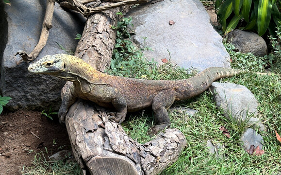 Big Komodo dragon lizard poised in an enclosure in a sanctuary in Ubud on the island of Bali, Indonesia - observing the predator from a distance 