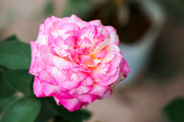 Obraz premium Ruby Theresa Rose in a Botanical Garden. Wedding Valentine concept