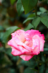 Fototapeta premium Rose Flower Close-Up of a Pink and White Striped Blossom with Layered Petals and Natural Beauty