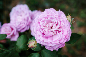 Obraz premium Lavender Rose, Blue Moon Rose, Blue Rose Mainzer Fastnacht, and Fragrant Rose blooming in a garden, pastel purple rose with green leaves in a botanical garden