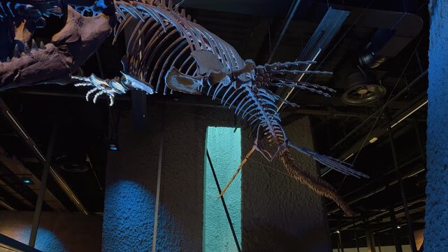 A giant prehistoric marine reptile mosasaur skeleton replica suspended from a dark museum ceiling with dramatic lighting, showcasing its sharp teeth, massive skull, flippers, and long rib cage.

