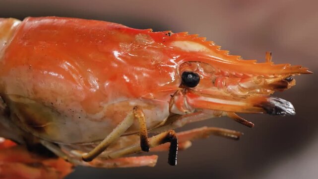 A macro, detailed shot capturing the vibrant orange shell and intricate features of a cooked giant river prawn