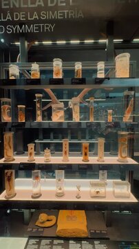 A natural history museum glass display case showcasing biological specimens preserved in formaldehyde jars, including various marine creatures, insects, and anatomical oddities arranged neatly 