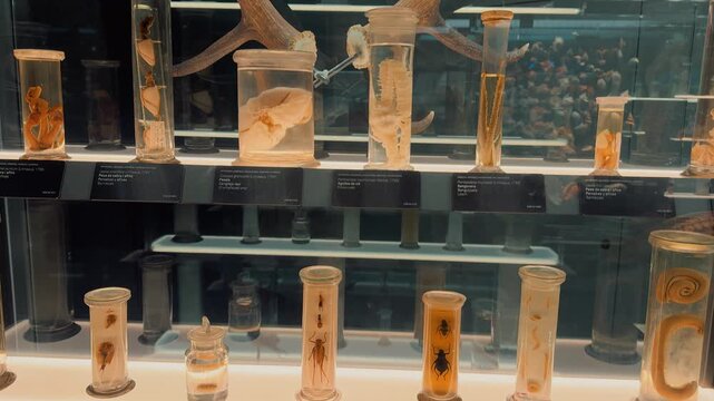 A natural history museum glass display case showcasing biological specimens preserved in formaldehyde jars, including various marine creatures, insects, and anatomical oddities arranged neatly 