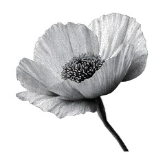 Obraz premium Intricate black and white poppy flower illustration