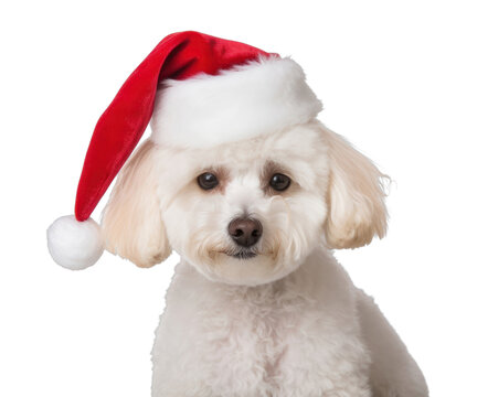 PNG Christmas dog poodle mammal animal.