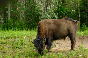 Bison feeding in a small clearing in the Canadian forest © Jorge Moro