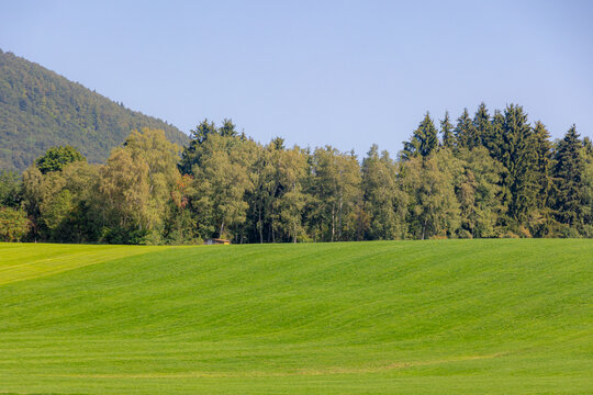 Rural Bavarian countryside landscape, Slope hills with green grass meadow under blue sky, white cloud and pine forest, A pine is any conifer in the genus Pinus of the family Pinaceae, Bavaria, Germany